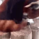 eepies emote for Discord