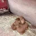 eeping emote for Discord