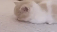 eepy emote for Discord