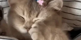 eepies emote for Discord