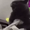 eeehahaha emote for Discord