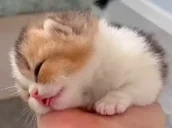 eepmaxxing emote for Discord