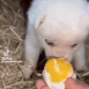 eggDog emote for Discord