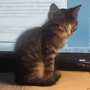 eepy emote for Discord