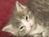 eepyRottbert emote for Discord