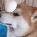 eggdog emote for Discord