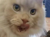 eggyNomNoms emote for Discord