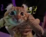 efimStare emote for Discord