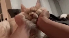 Eggysocute emote for Discord