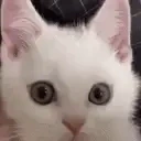 eggrereal emote for Discord