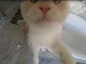 EggyPet emote for Discord