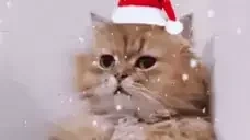 eh emote for Discord