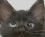 EHH emote for Discord