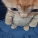 EhFoda emote for Discord