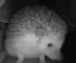 ejSneeze emote for Discord