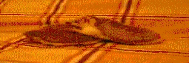 ejikSegz emote for Discord