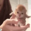 elgato emote for Discord