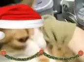 elgatope emote for Discord