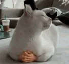 elegantcat emote for Discord