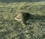 EldenBossPOV emote for Discord