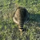 EldenRoll emote for Discord