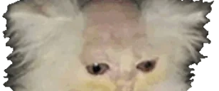 EldenBagel emote for Discord