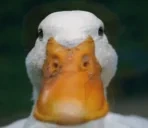 elsapato emote for Discord