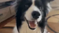 EllieBOP emote for Discord