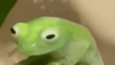 elsinoSTARE emote for Discord