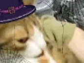 elgatopeSpooky emote for Discord