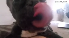 Elechka emote for Discord