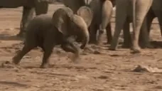 ElephantCalf emote for Discord