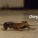 elpws emote for Discord