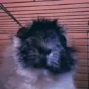 dude emote for Discord