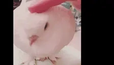 duv emote for Discord