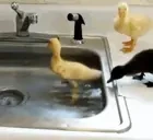 duckies emote for Discord