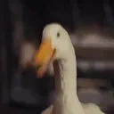 duckYES emote for Discord