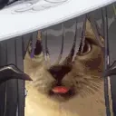 duhlia emote for Discord