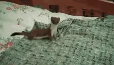 dumbstupidanimal emote for Discord