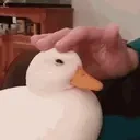 DuckPats emote for Discord