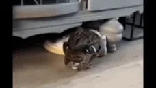 DuckEgg emote for Discord