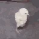 DuckyStretch emote for Discord