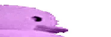 duck2 emote for Discord