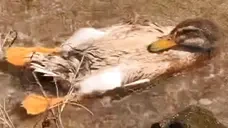 DuckChilling emote for Discord