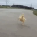 duck emote for Discord