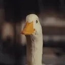 DuckNO emote for Discord