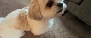 duuh emote for Discord