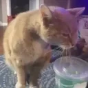 Dwink emote for Discord