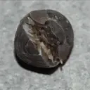 DylBug emote for Discord