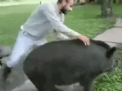 dzik emote for Discord